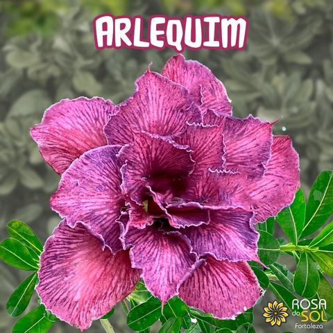 Rosa do Deserto ALERQUIM - Pre venda dezembro