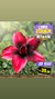 Rosa do Deserto RC 188 JOVEM