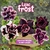 Pré Venda Rosa do Deserto LILAC FROST envio em agosto na internet