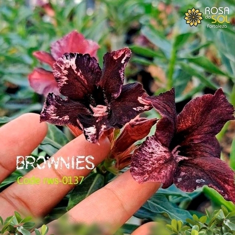 Rosa do Deserto BROWNIES (importada) PRONTA ENTREGA apenas 1 unidade