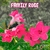 Rosa do Deserto FAMILLE ROSE - Pronta Entrega