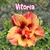 Rosa do Deserto VITORIA - Pronta Entrega