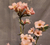 Rosa do Deserto SLEEPING BEAUTY - Pronta Entrega