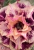 Rosa do Deserto Golden Faith (perfumada) - comprar online