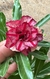 Rosa do Deserto INFINITY DOBRADA - Pronta Entrega - comprar online