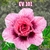 Rosa do Deserto EV 101/21 - Pronta Entrega