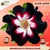 Rosa do Deserto BLACK LOVER AVARIA