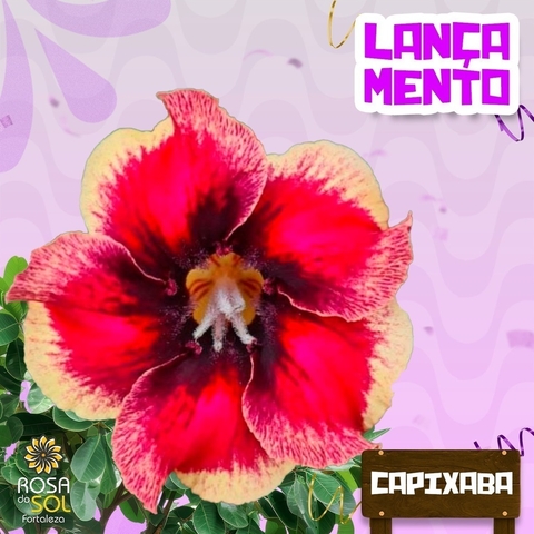 PRE VENDA - Rosa do Deserto CAPIXABA (Envio final de outubro)
