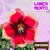 PRE VENDA - Rosa do Deserto CAPIXABA (Envio final de outubro)