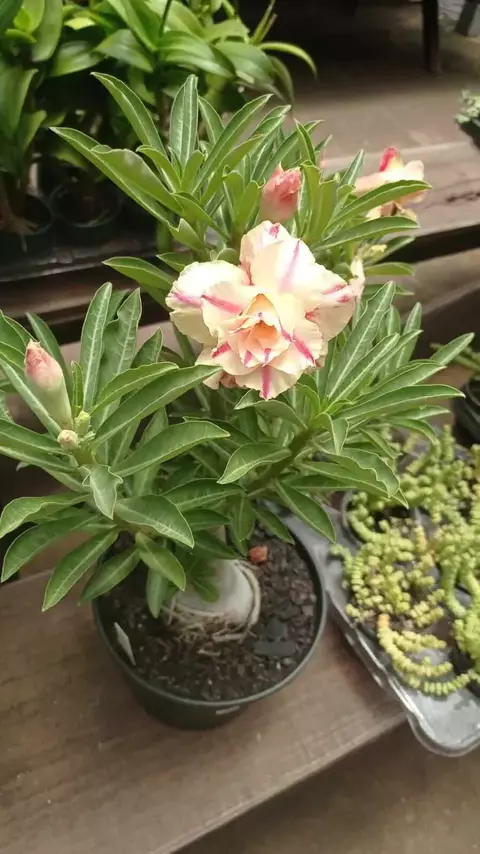 Rosa do Deserto FLOR DO CAMPO pre venda (Envio final de janeiro) - comprar online