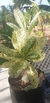 Rosa do Deserto POLARYS (VARIEGATA DA FLOR BRANCA) - comprar online