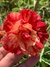 LINHA TOCHA Rosa do Deserto Julius Caeser(Perfumada) ANACONDA na internet