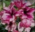 Rosa do Deserto Athennas (BUQUÊ) - comprar online