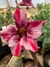 Rosa do Deserto Athennas (BUQUÊ)