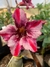 Imagem do Rosa do Deserto Athennas (BUQUÊ)