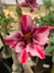 Rosa do Deserto Athennas (BUQUÊ) na internet