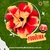 Rosa do Deserto FOGUEIRA - Pronta Entrega - comprar online