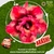 Rosa do Deserto ARASHI perfumada (pronta entrega) - comprar online