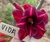 ROSA DO DESERTO VIDA