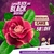 Rosa do Deserto CHOCOLATE CAKE - Pronta Entrega