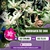 Variegata RC 308 - comprar online