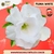 Rosa do Deserto PLUMA WHITE - Pronta Entrega - comprar online