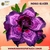 Rosa do Deserto INDIGO GLAZER