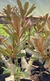 Rosa do Deserto CRISTATA READ LEAF (folhas vermelhas) - comprar online