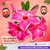 Rosa do Deserto ROMANTIC EDGE - Pronta Entrega