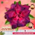 Rosa do Deserto DAMA DE COPAS - Pronta Entrega