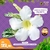 Variegata POLARYS - comprar online