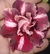 Rosa do Deserto HENNESSY perfumada (pronta entrega) - comprar online