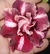 Rosa do Deserto HENNESSY perfumada (pronta entrega)