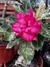 Variegata JELLY - Rosa do Sol Fortaleza