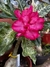 Imagem do Variegata JELLY