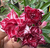 Rosa do Deserto RO 501 - Pronta Entrega - comprar online