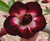 Rosa do Deserto M9 DOB - Pronta Entrega - comprar online