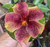 Rosa do Deserto LM 365 - Pronta Entrega - comprar online
