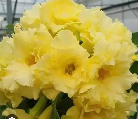 Rosa do Deserto JOY FULL pre venda (Envio final de janeiro) - comprar online