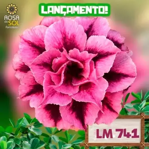 Rosa do Deserto LM 741 pre venda (Envio final de janeiro) - comprar online