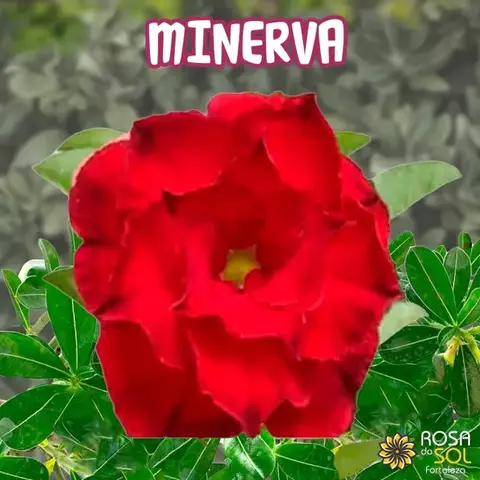 Rosa do Deserto MINERVA pre venda agosto - comprar online