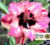 Rosa do Deserto ARASHI perfumada (pronta entrega) na internet