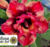Rosa do Deserto ARASHI perfumada (pronta entrega) - Rosa do Sol Fortaleza