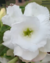 Rosa do Deserto PLUMA WHITE - Pronta Entrega na internet