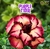 Rosa do Deserto PURPLE TIGER - Pré venda envio final de junho - comprar online