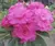 PRE VENDA - Rosa do Deserto QUEEN RAY (Envio final de agosto) - comprar online