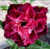 Rosa do Deserto SIMONE - Pronta Entrega - comprar online