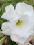 Rosa do Deserto PLUMA WHITE - Pronta Entrega - loja online