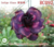 Rosa do Deserto INDIGO GLAZER - comprar online