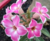 Rosa do Deserto ROMANTIC EDGE - Pronta Entrega - comprar online